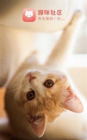 猫咪社区截图1
