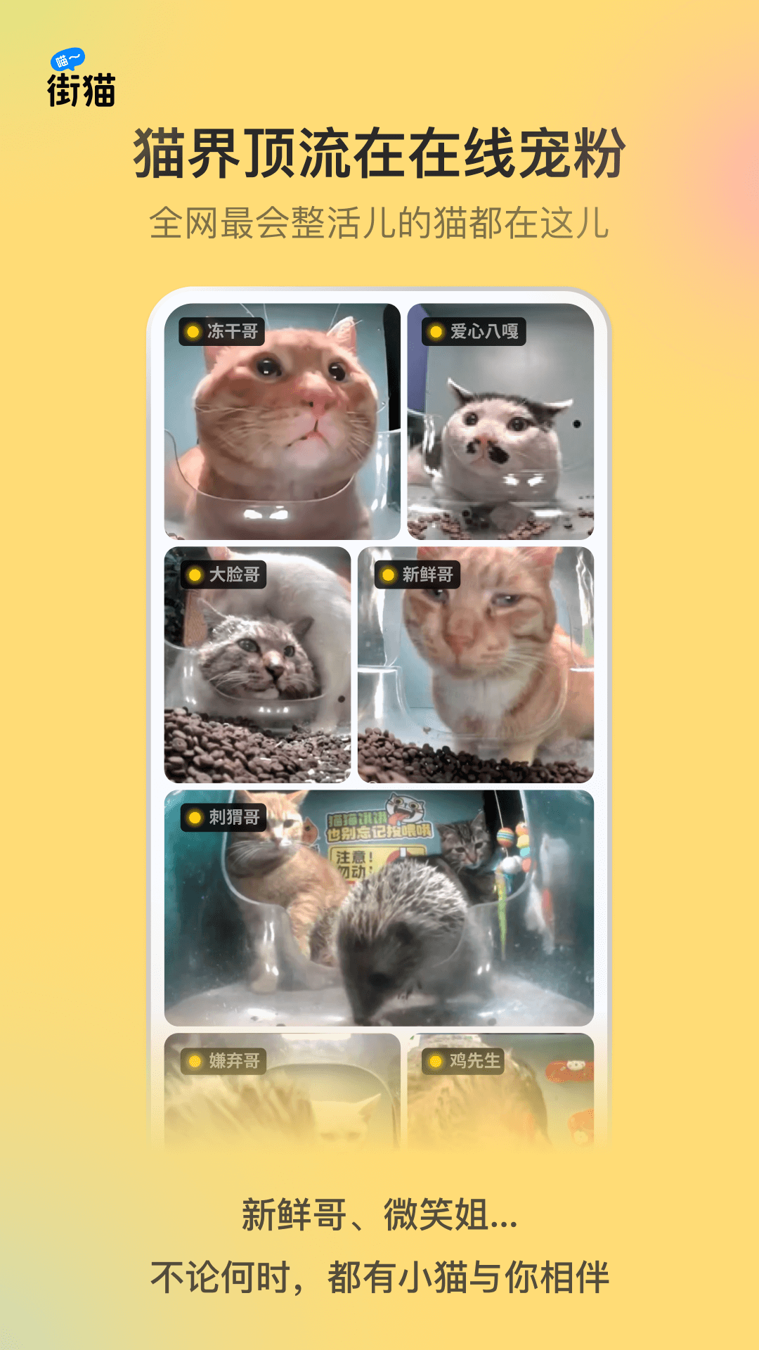 哈啰街猫截图4