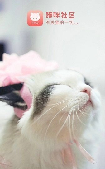 猫咪社区老版本截图2